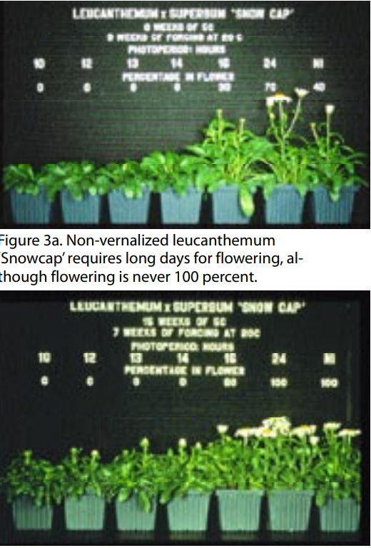 Improving perennial flower (Vernalization part 5) fig3